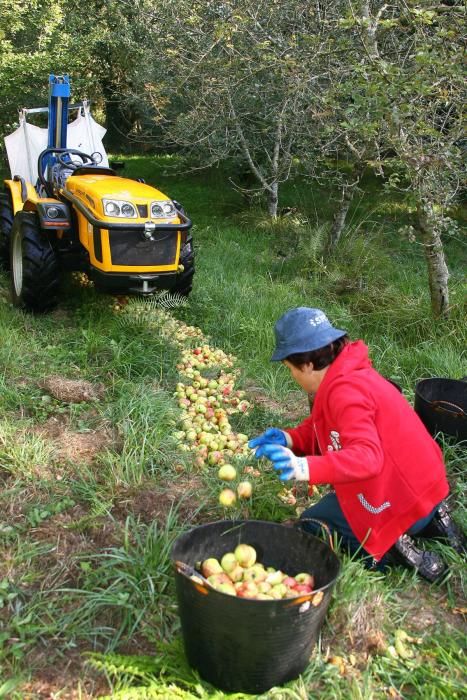 Las manzanas vuelan al cesto en A Estrada