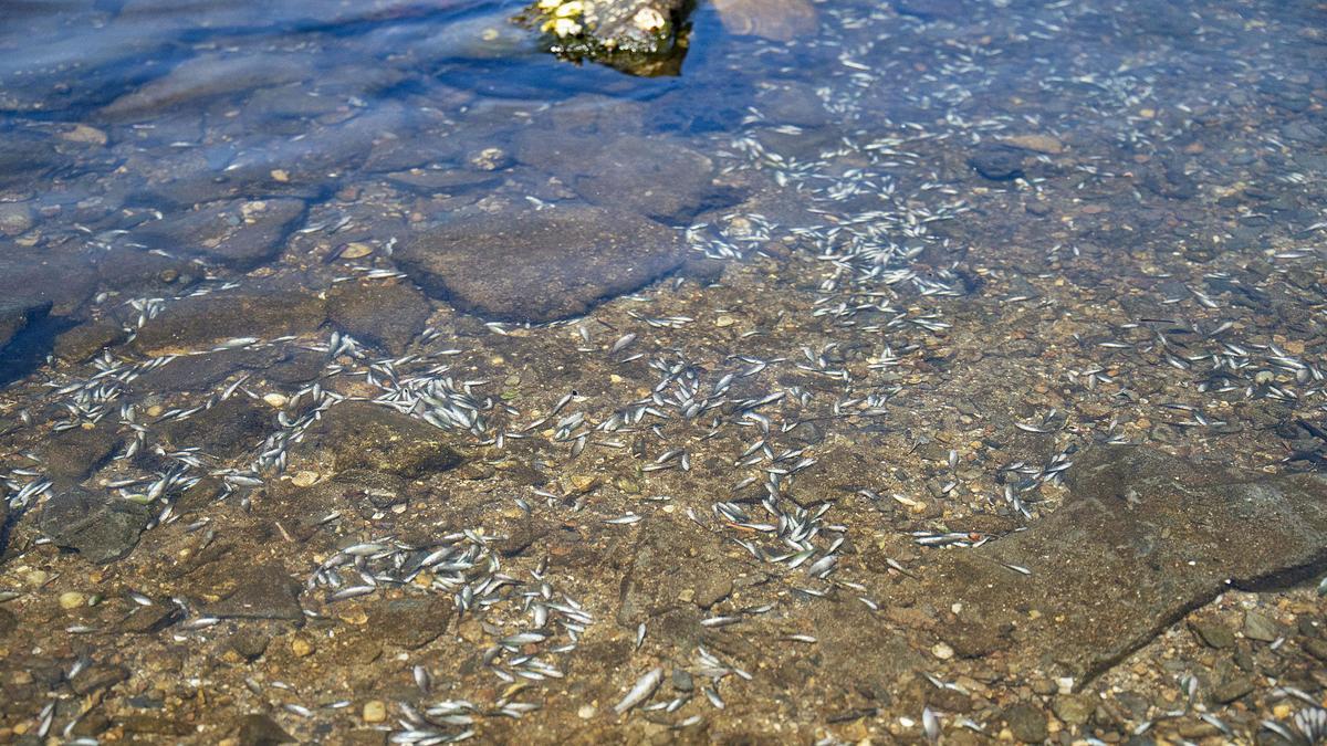 Aparecen cientos de peces muertos cerca de La Gola.