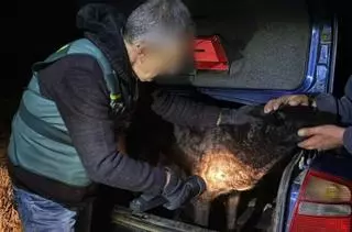 Sacrificio "inmediato" de los perros del ataque mortal de Roales del Pan (Zamora)