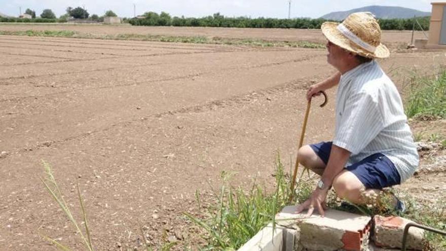 Un agricultor de la Vega Baja observa su plantación, que no recibirá ni una gota de agua desde esta semana.