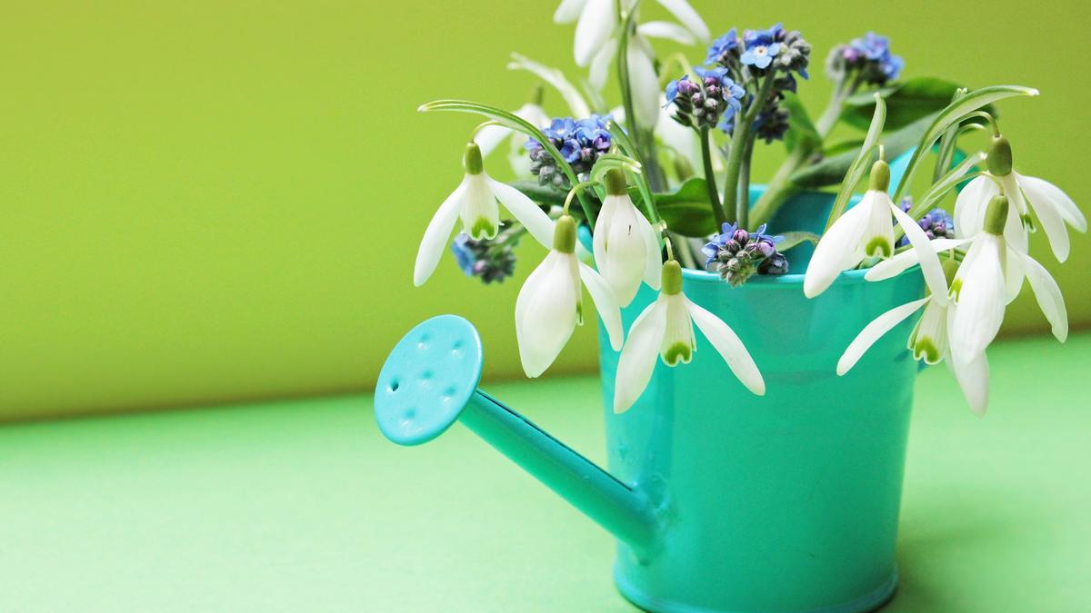 Planta no me olvides | La flor azul más vistosa y fácil de cuidar para  decorar tu hogar