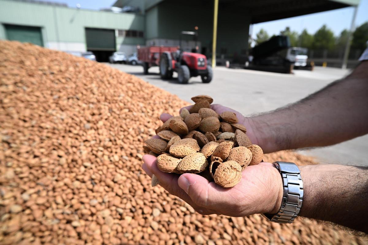 España exporta el 70 % de su almendra.