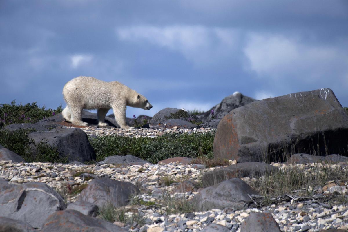 Así viven los osos polares en Hudson Bay, cerca de Churchill (Canadá).