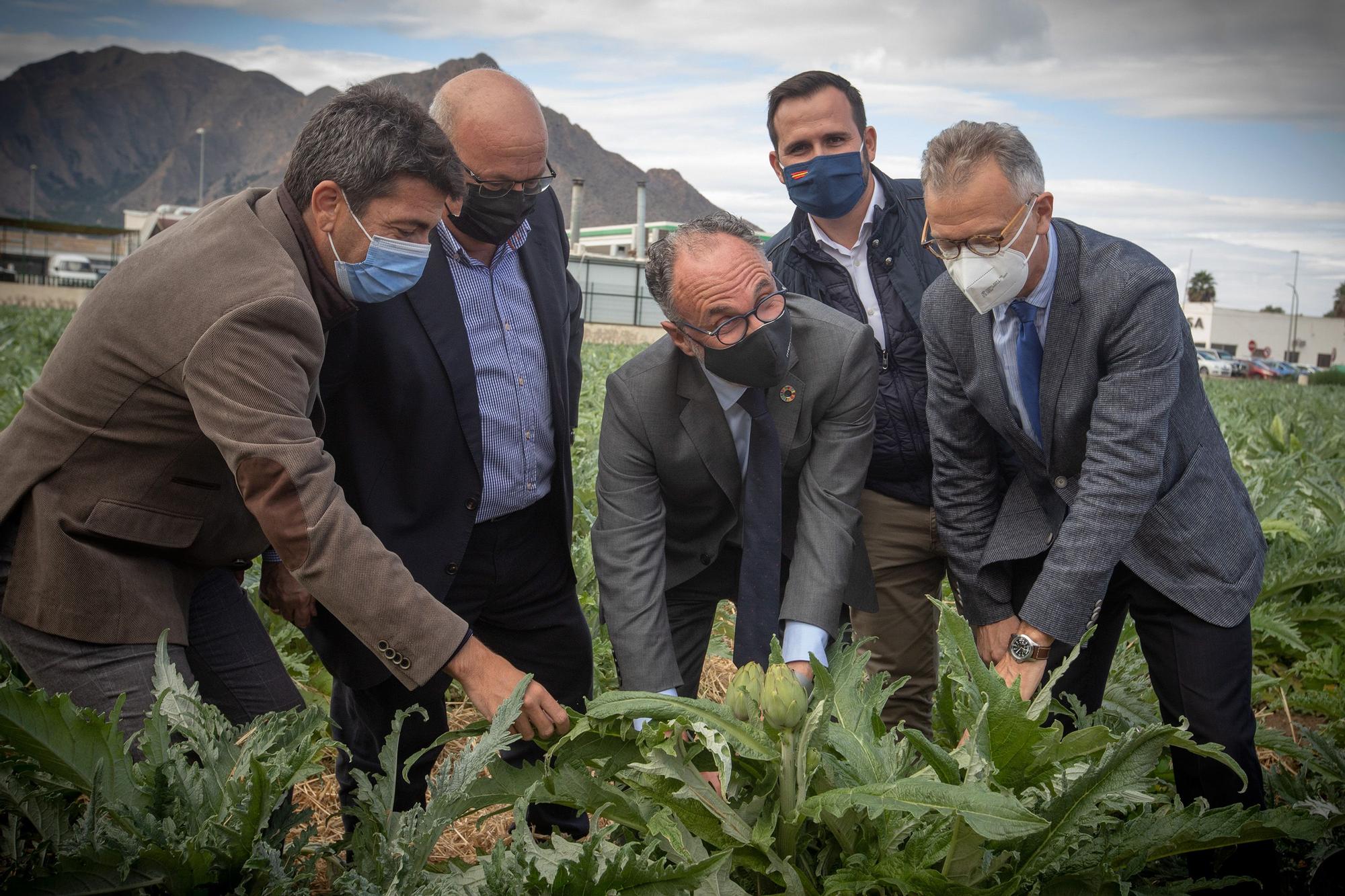 Primer corte simbólico de alcachofa en Callosa de Segura