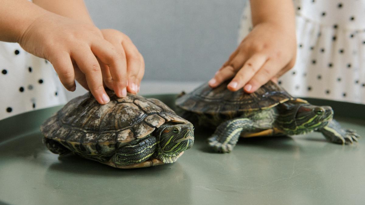 TORTUGAS | ¿Cómo cuidar a mi tortuga en invierno?