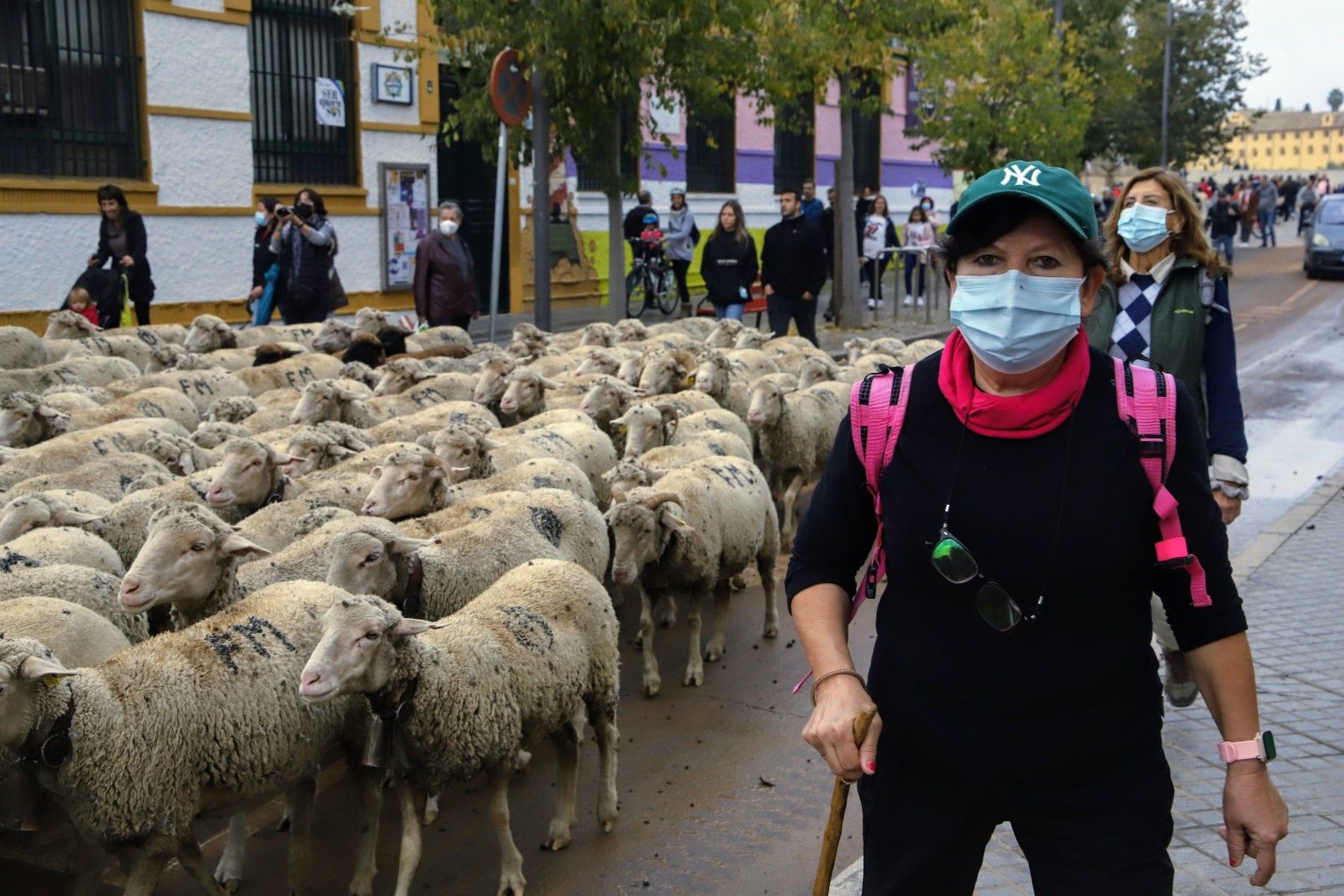 Cientos de ovejas de la ganadería Las Albaidas cruzan Córdoba