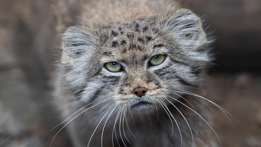 Encuentran una rara especie de gato en el Everest