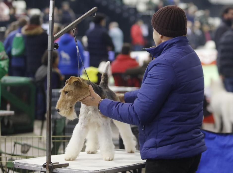 La Exposición Canina de Vigo cierra una nueva edición con grandes resultados.