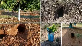 La plaga de conejos vacía los bolsillos de los agricultores: esto es lo que pierden los productores de naranja
