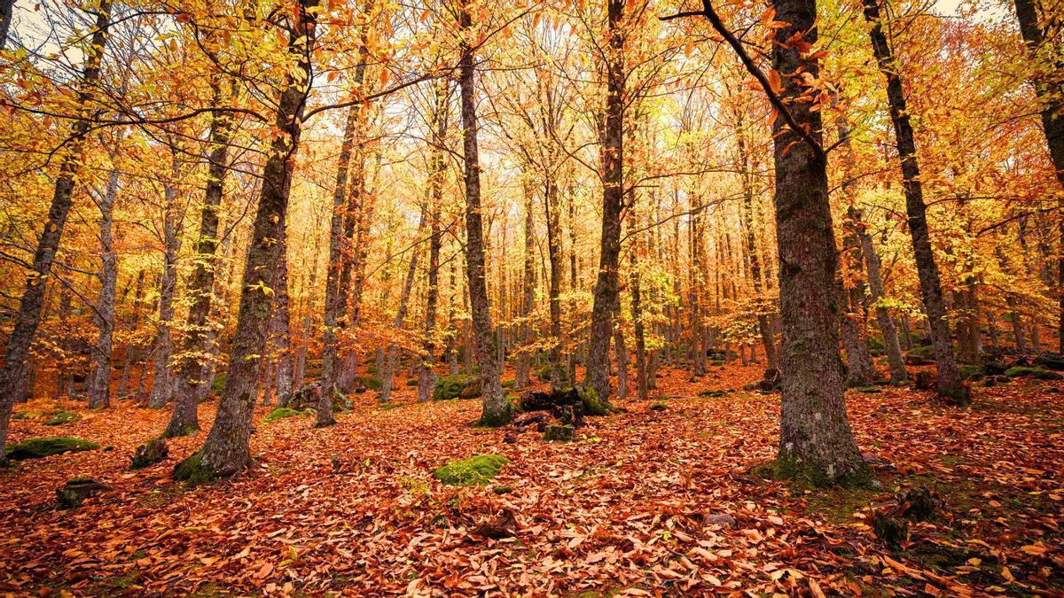 Valle del Ambroz: un otoño mágico al norte de Cáceres