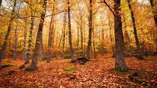 Valle del Ambroz: un otoño mágico al norte de Cáceres