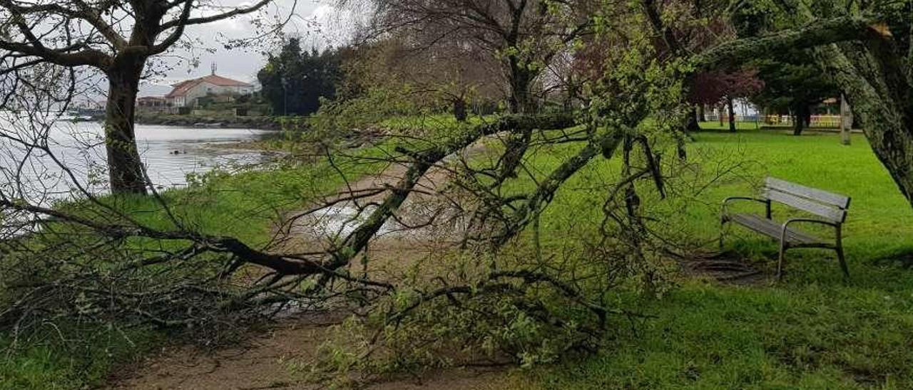 El ataque de los árboles en Moaña. Puede parecer el nombre de una película de esas de terror de serie B, pero lo cierto es que en este municipio los árboles atacan a los viandantes y automovilistas porque se caen como fruta madura. La imagen es de San Bartolomeu. Gonzalo Núñez