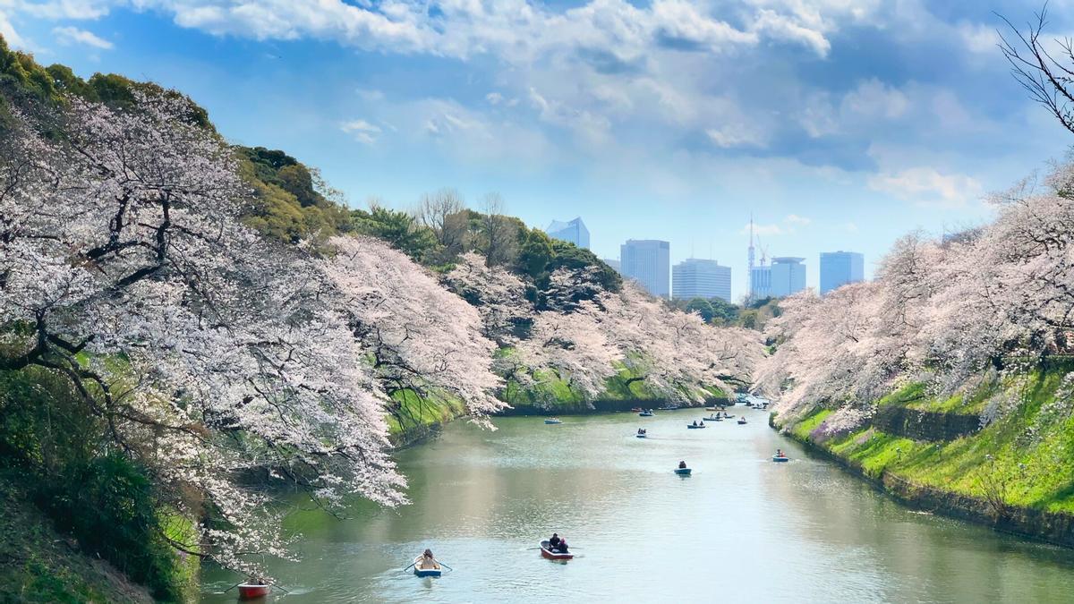 En Japón, cuando los cerezos están en flor, la gente sale a las calles a celebrar la fugacidad de la vida.