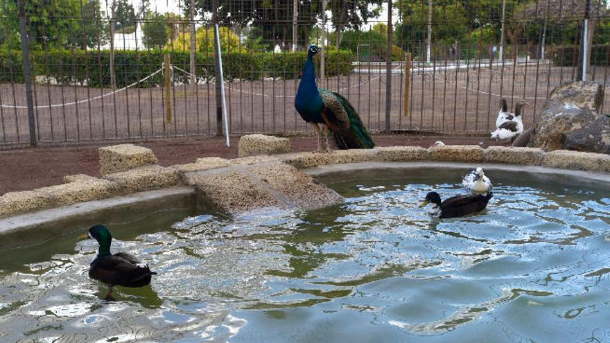 Las aves del parque de San Juan tienen &#039;piscina&#039;