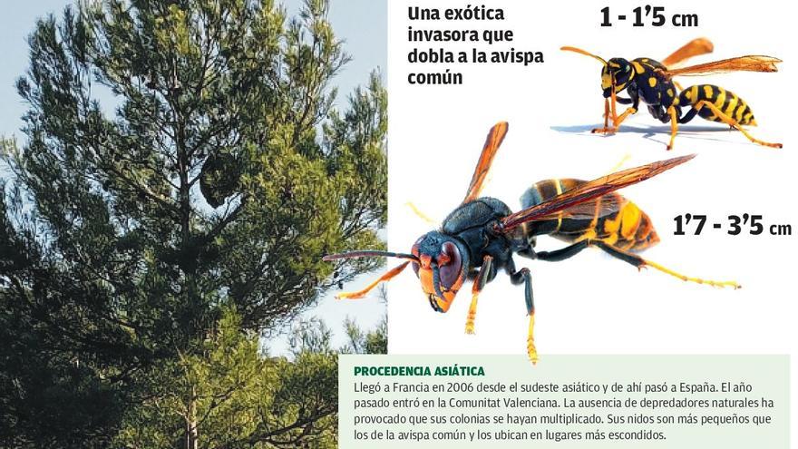Cerco a la avispa asesina de abejas en Castellón
