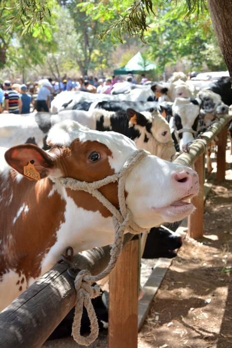 Feria de ganado, misa y procesión de San Miguel