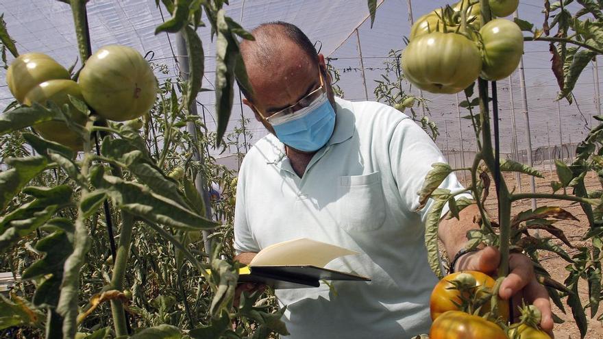 El renacer del tomate Muchamiel: De casi desaparecer a producirse 35.000 kilos al año