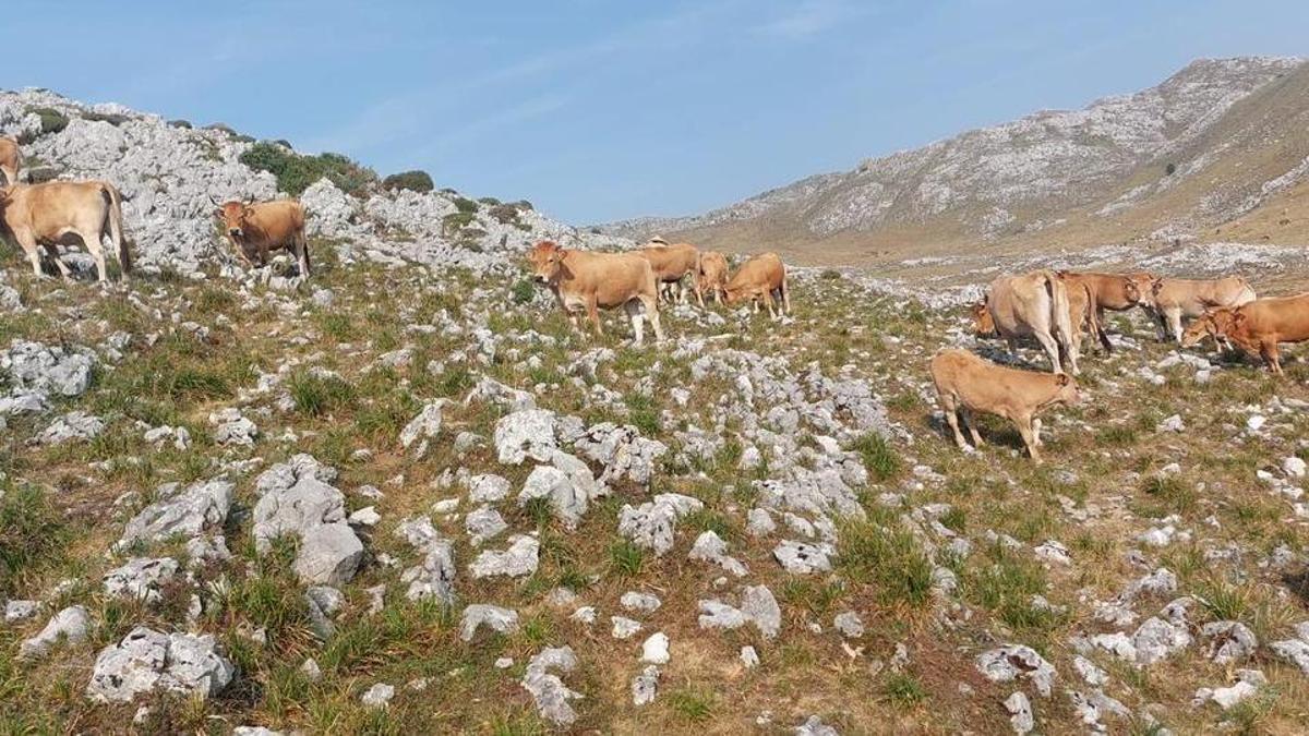 El ganado de la explotación ecológica de Natividad Fernández, en Quirós.