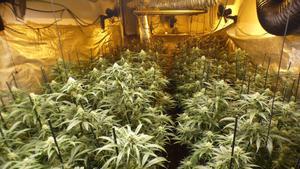 Plantación de marihuana intervenida por los Mossos en Blanes