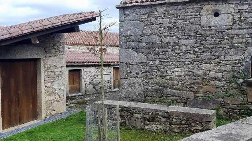 El roble recién plantado en la Praza do Mel de Agolada. // Baluarte