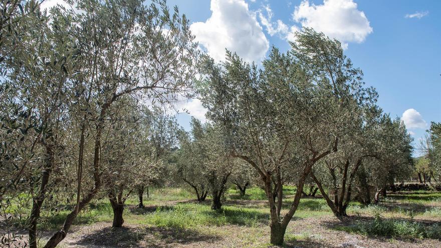 Apadrinar olivos, naranjos y almendros para salvar el campo y recibir productos de calidad