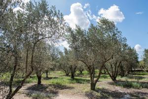 Apadrinar olivos, almendros y naranjos para salvar el campo