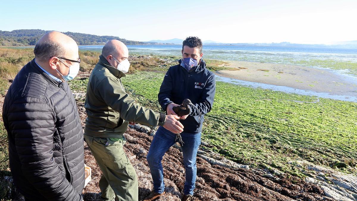 El delegado de la Xunta sostiene el morito común antes de soltarlo.