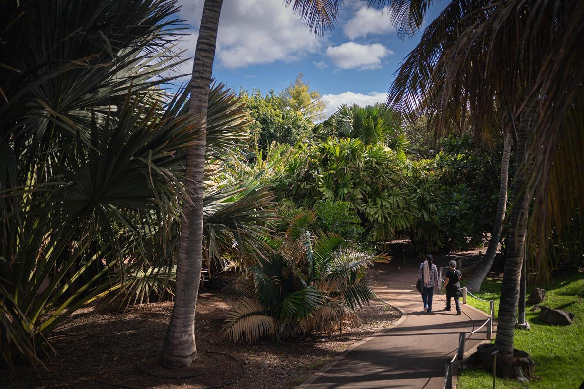 La imagen muestra, al fondo y en lo más alto, el ramillete de la palmera suicida del Palmétum.