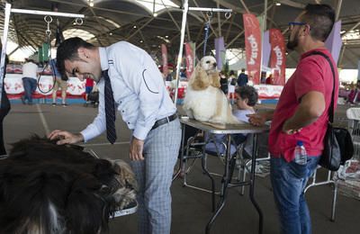 Castelló acoge el Campeonato de Belleza Canina