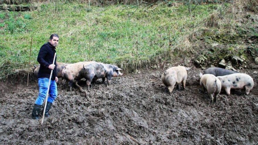 Javita, con los cerdos de las jornadas, criados en Cangas del Narcea.