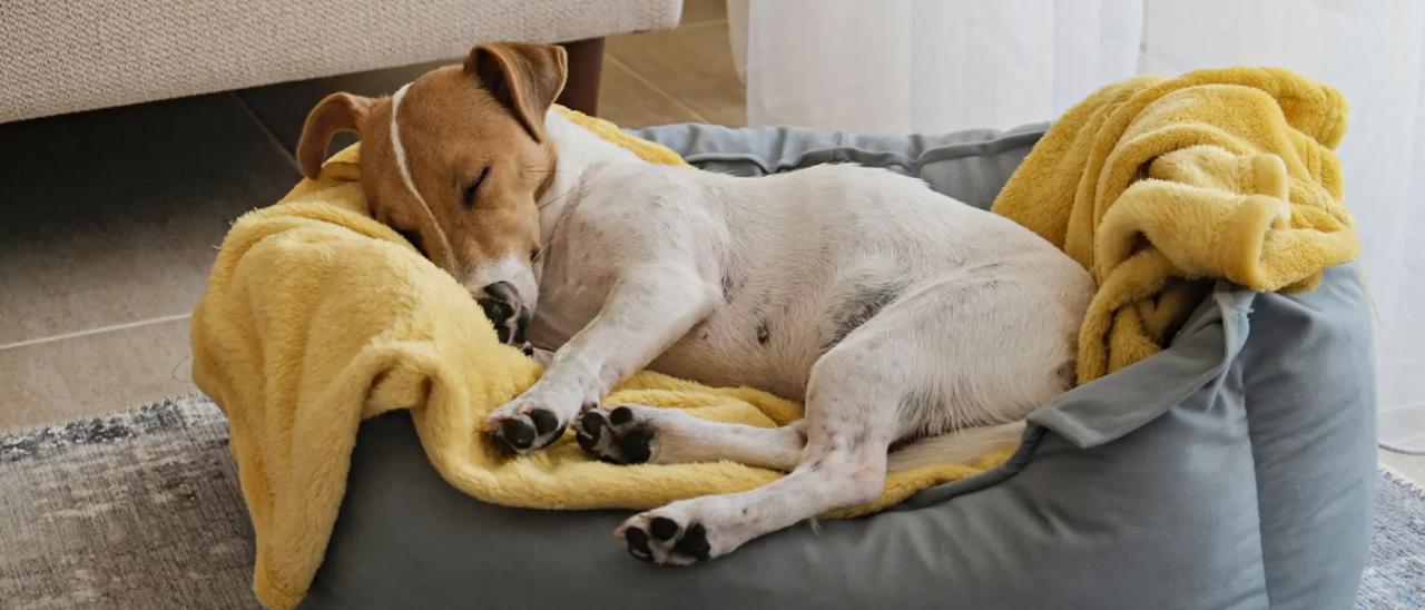 Adiós a dormir con tu perro estás son las tres enfermedades que puedes coger según los expertos