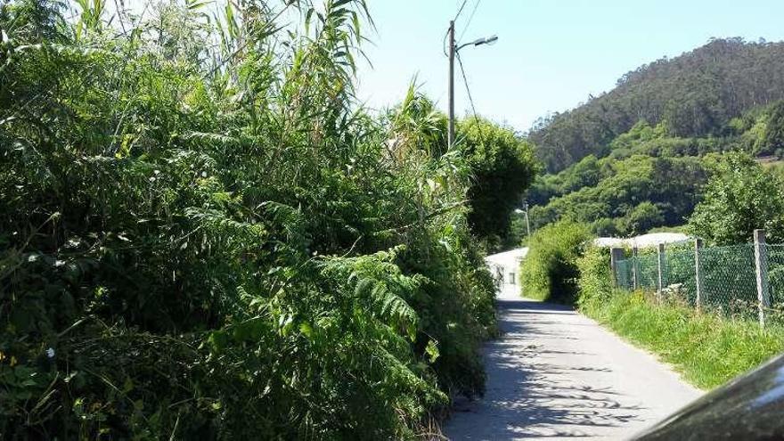 La maleza en el vial de acceso al campo de A Graña. // G.Núñez