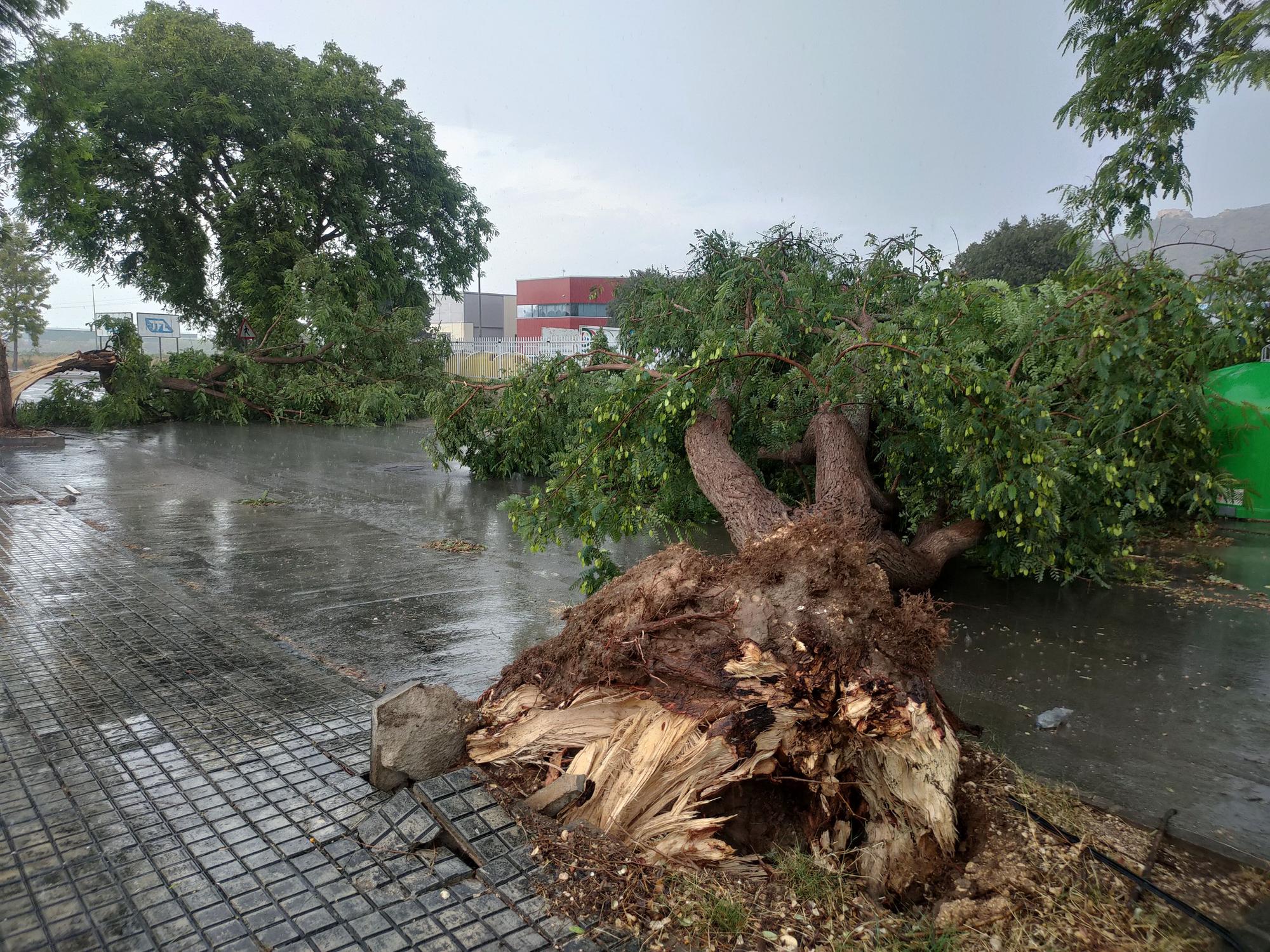 Ramas caídas y árboles arrancados en Xàtiva tras la tormenta del fin de semana