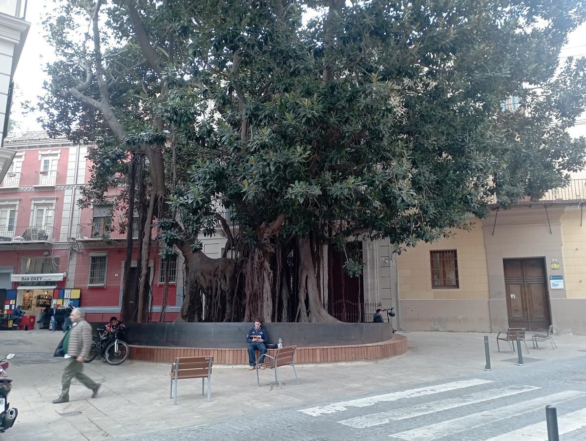 Plaza del Teatro y ficus sin contenedores, en enero.