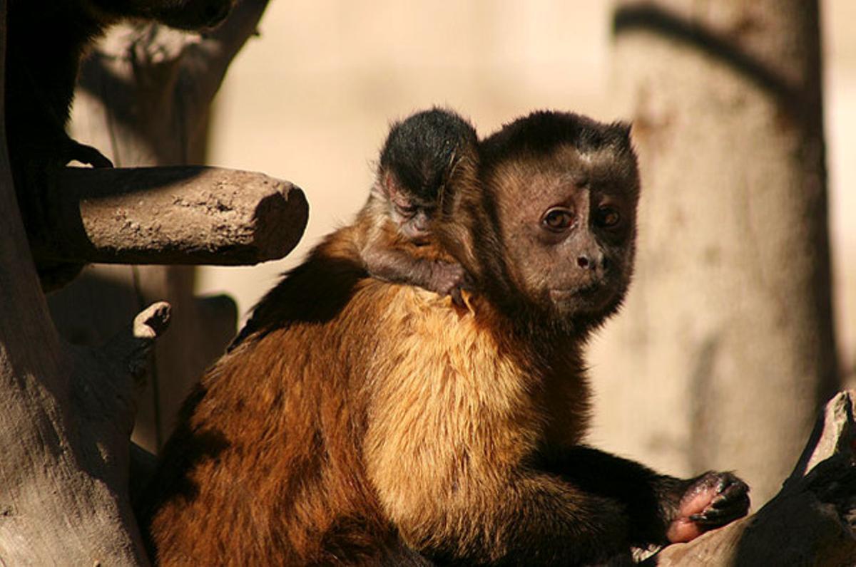 Naixement d’una nova cria de mona caputxina (’Cebus apella apella’), una subespècie d’aquesta família que es caracteritza per tenir el pèl fosc, al parc natural Terra Natura de Benidorm (Alacant).