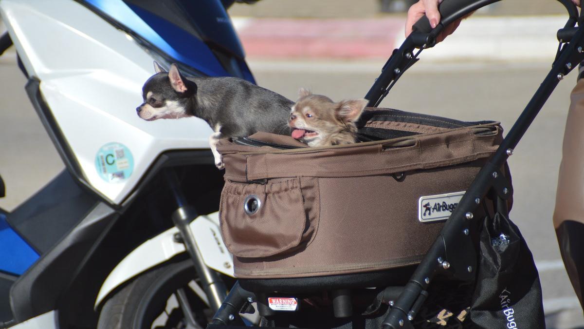 Dos gossos passejats tranquil·lament dins d'un cotxet.