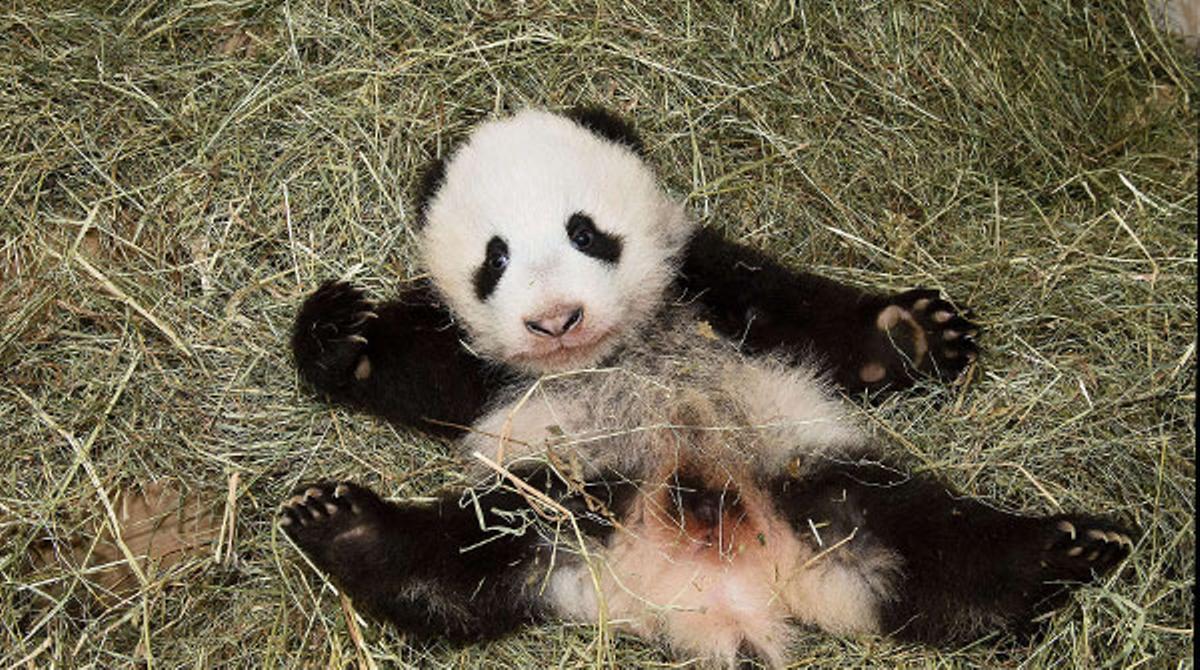 Animals adorables de 2013