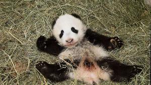 Animals adorables de 2013