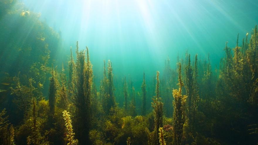 Algas y luz solar natural submarina en el océano Atlántico oriental, en Galicia.