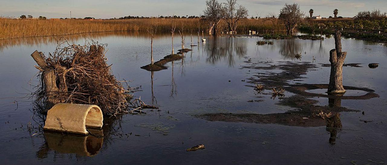 La acumulación de agua ha acabado con árboles plantados en la zona. | DANIEL TORTAJADA