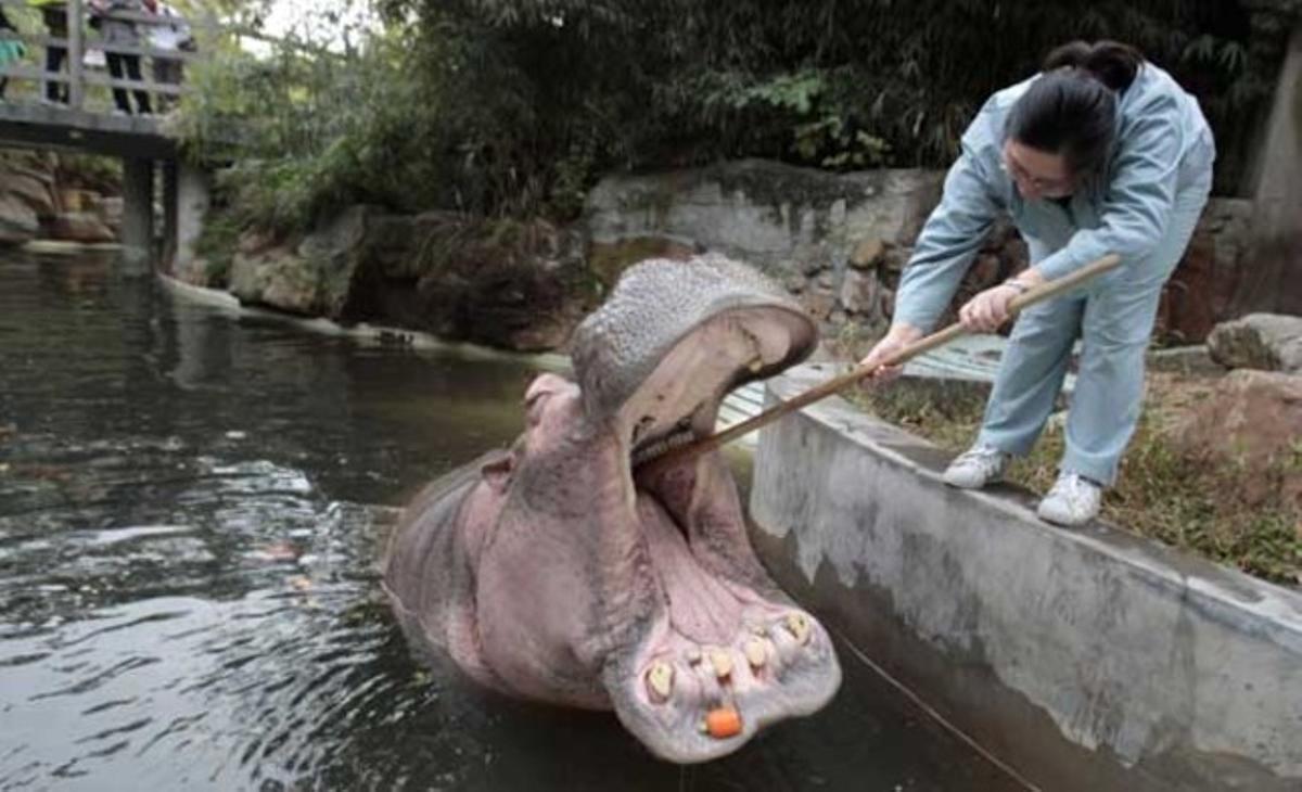 Un cuidador renta les dents d’un hipopòtam al zoo de Xangai. L’animal rep tres sessions d’higiene bucal a la setmana.