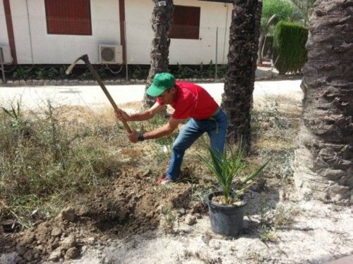 Plantación de palmeras en Orihuela