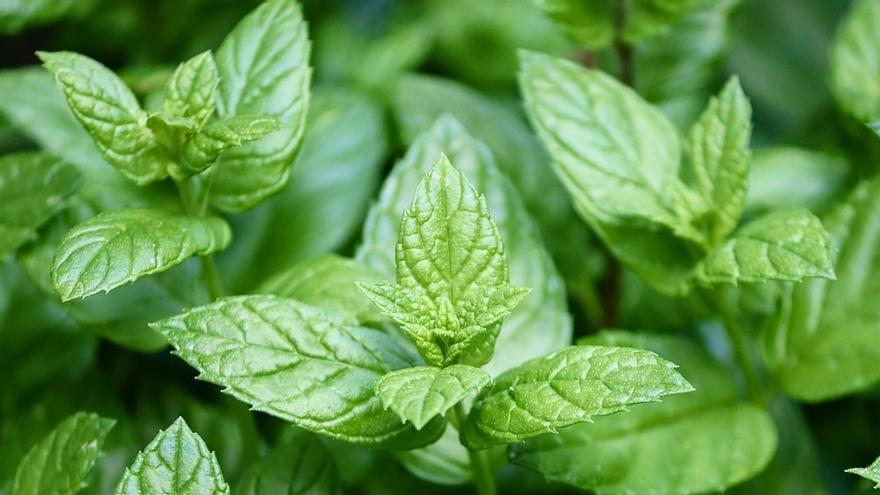 El truc de la fulla de menta abans de dormir: cada cop ho fa més gent