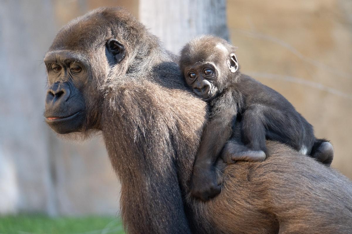 Ernie cria goril·la Bioparc Fuengirola