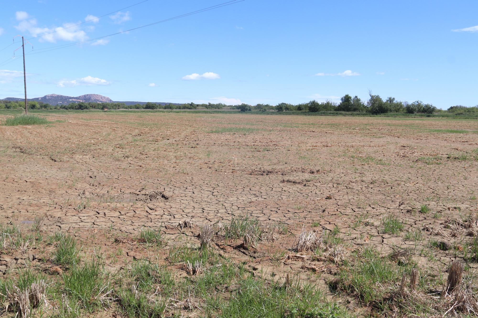 Un camp de Pals sec per la falta d&#039;aigua