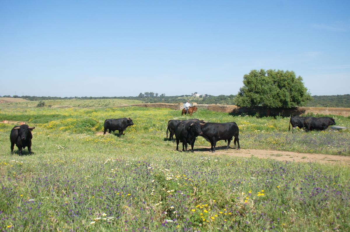 Unos toros de Cuadri en la libertad del campo