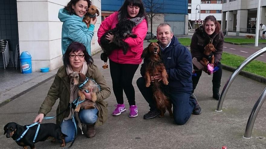 Algunos de los perros teckel que participarán en el encuentro.