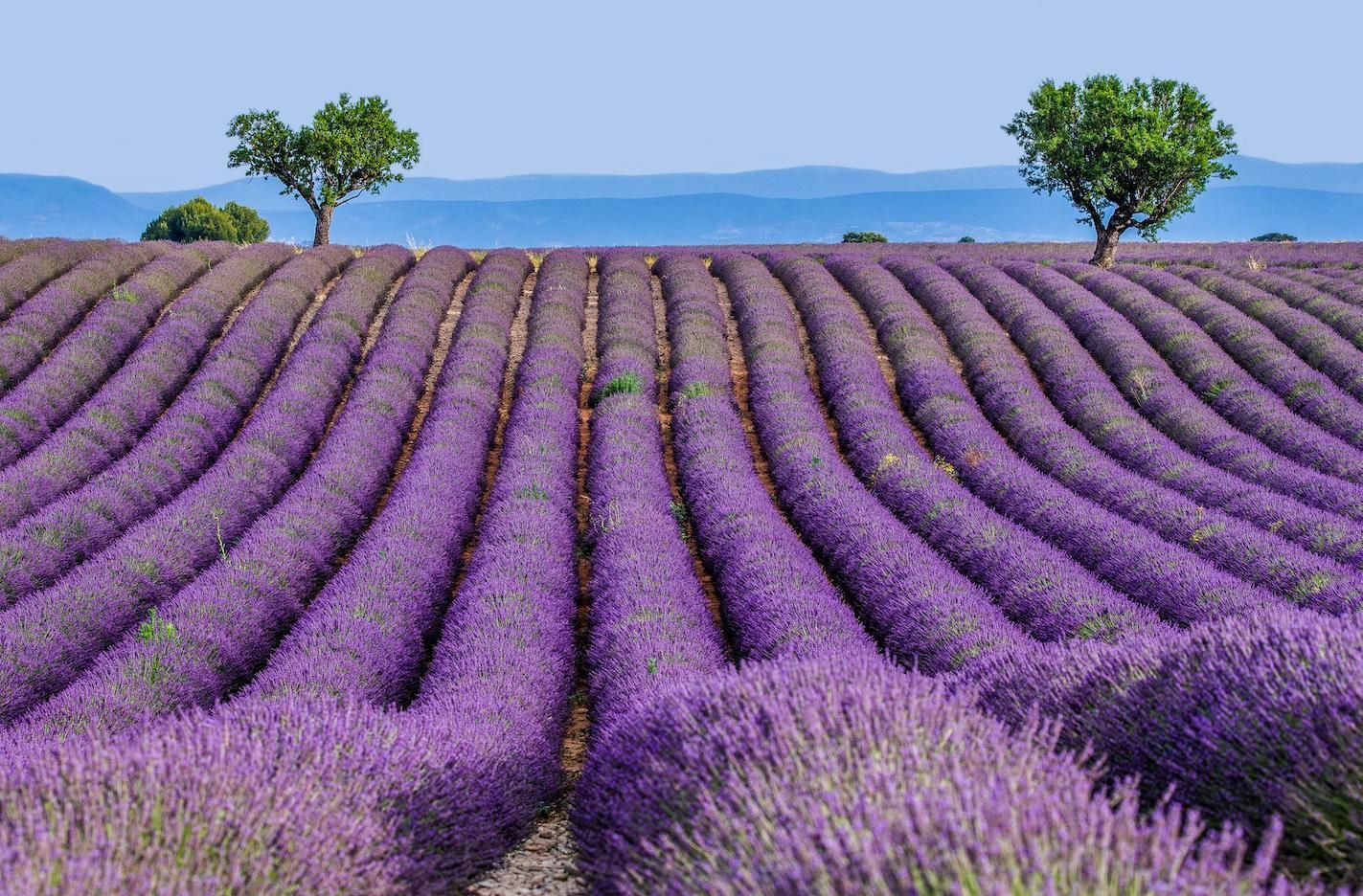 Qué hacer en Brihuega además de explorar sus campos de lavanda