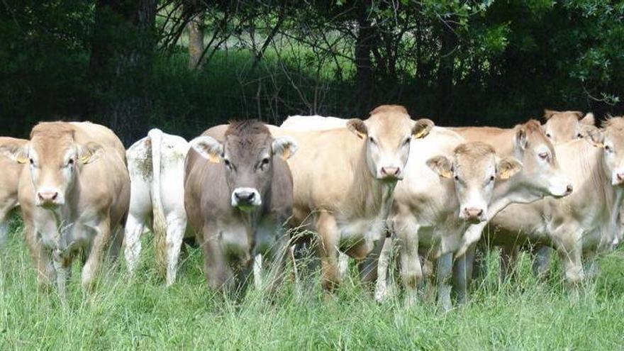 Aragón confirma un nuevo foco de dermatosis nodular contagiosa que obligará a sacrificar a 148 animales