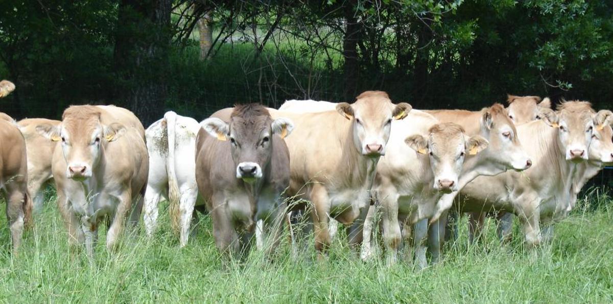 Confirmado un segundo foco de dermatosis nodular contagiosa en Borrastre.